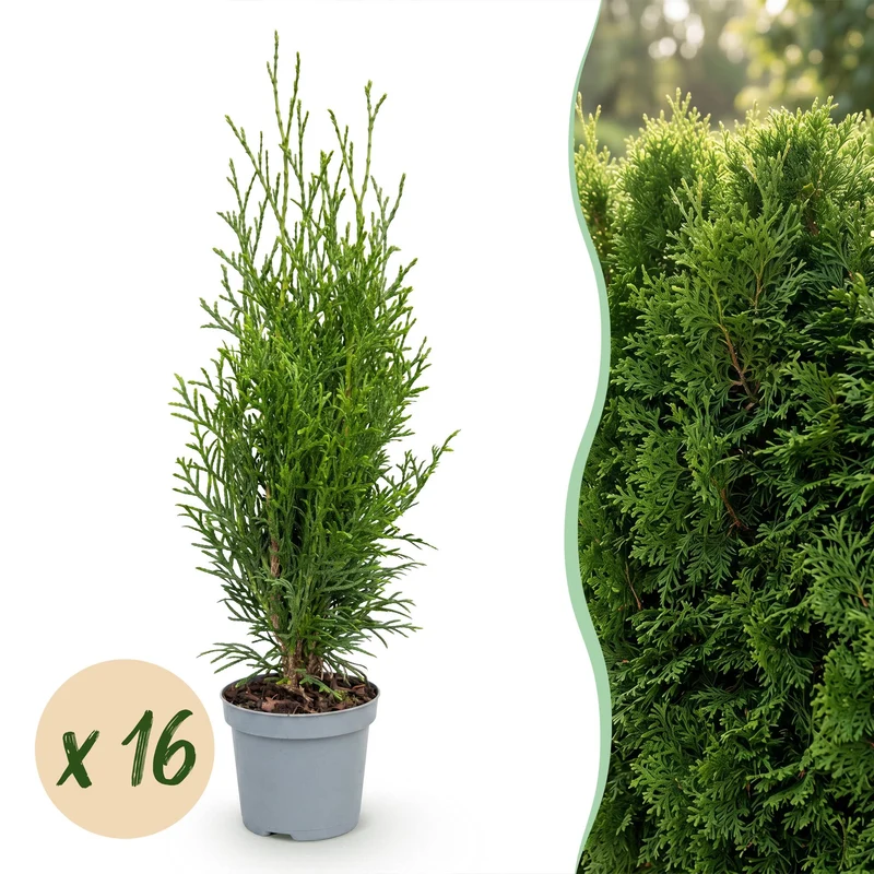 Levensboom Smaragd voor de haag, 16 planten
