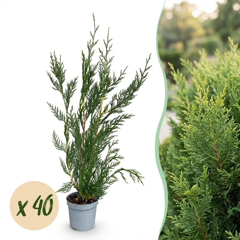 Leylandii 2011 voor de haag, 40 planten