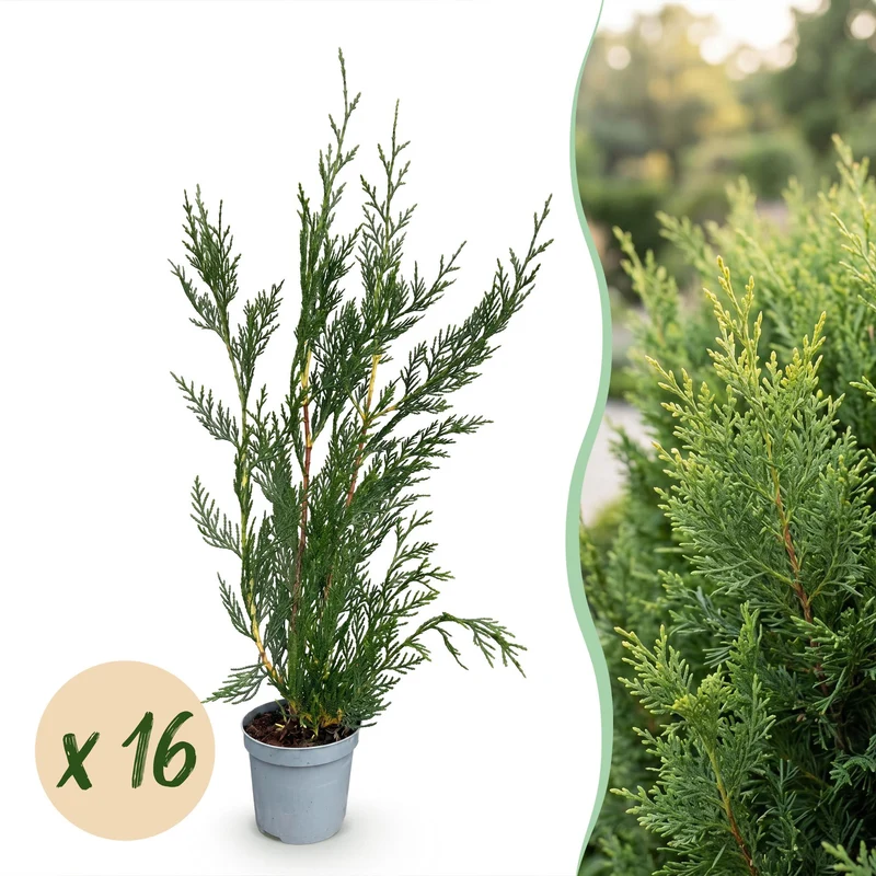 Leylandii 2011 kopen, set van 16 planten
