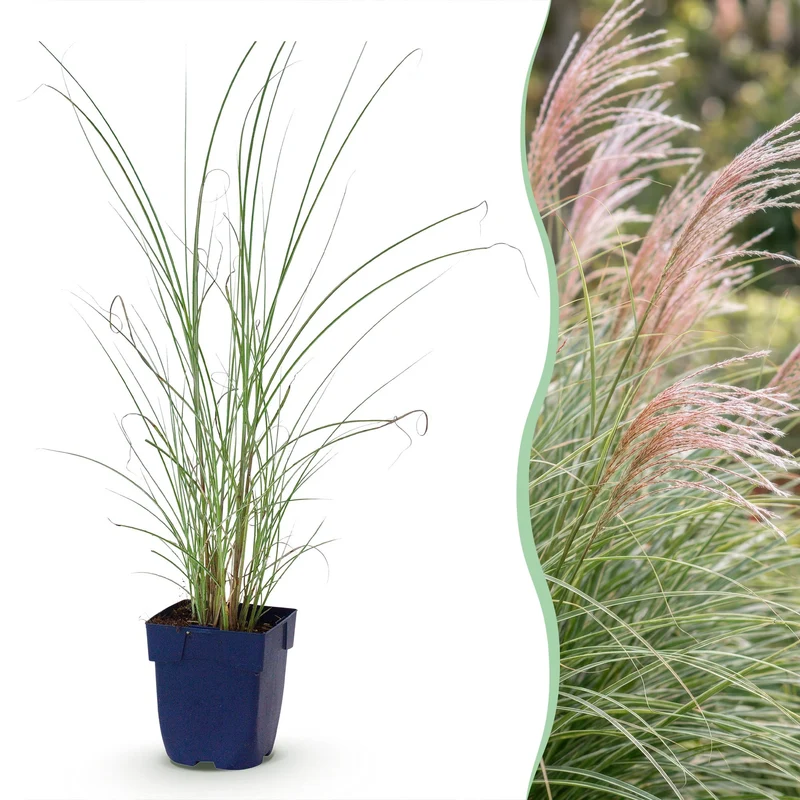 Miscanthus sin. Morning Light - Prachtriet - Met Pluim - Zilver - 6 Planten