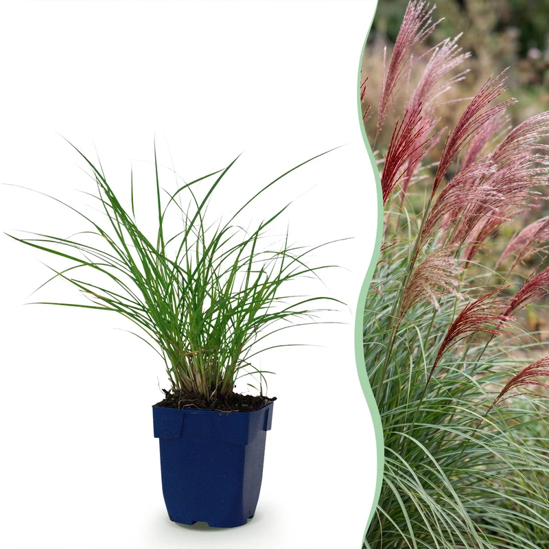 Miscanthus sin. Red Chief - Prachtriet - Met Pluim - 24 Planten