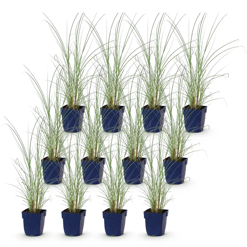 Miscanthus sin. Morning Light - Prachtriet - Met Pluim - Zilver - 12 Planten