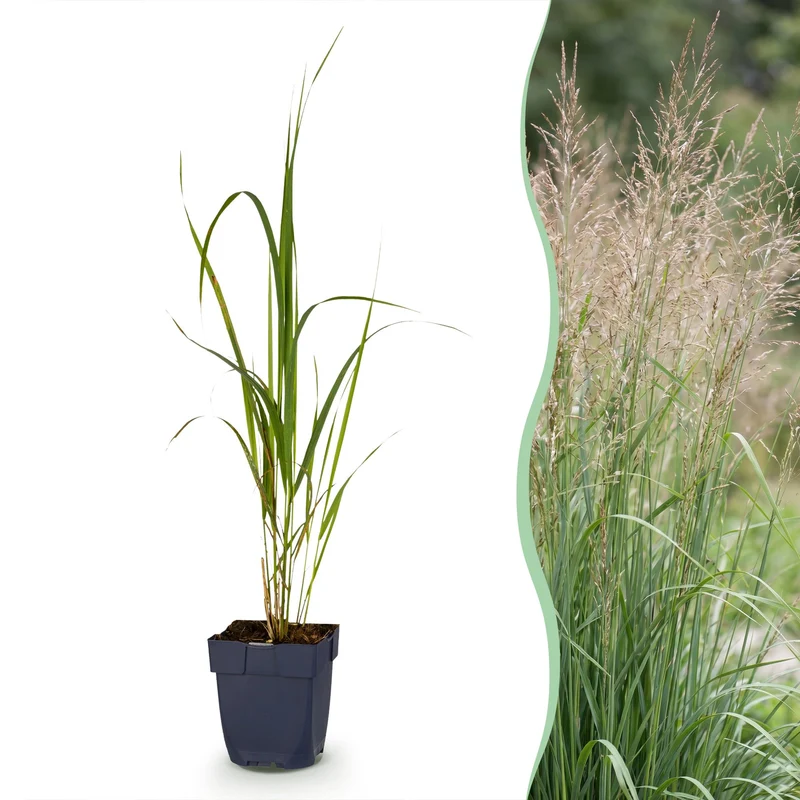 Molinia arund. Karl Foerster - Pijpestrootje - Met Pluim - 24 Planten