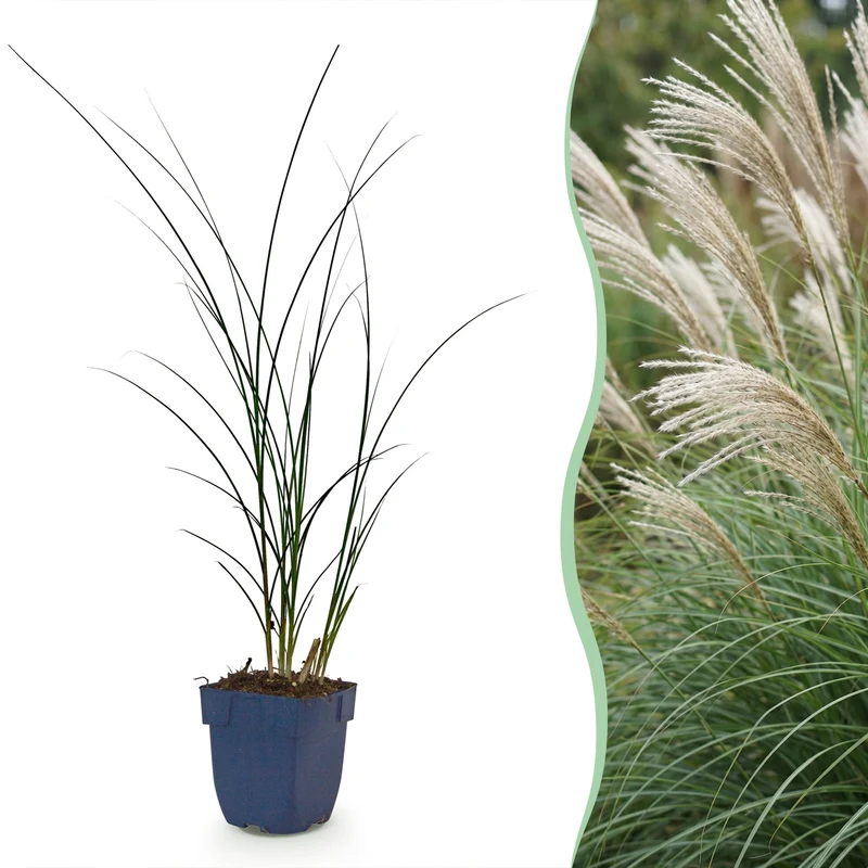 Miscanthus sin. Gracillimus - Prachtriet - Met Pluim - 12 Planten