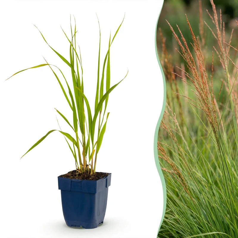 Molinia caer. Heidebraut - Pijpestrootje - Met Pluim - 6 Planten