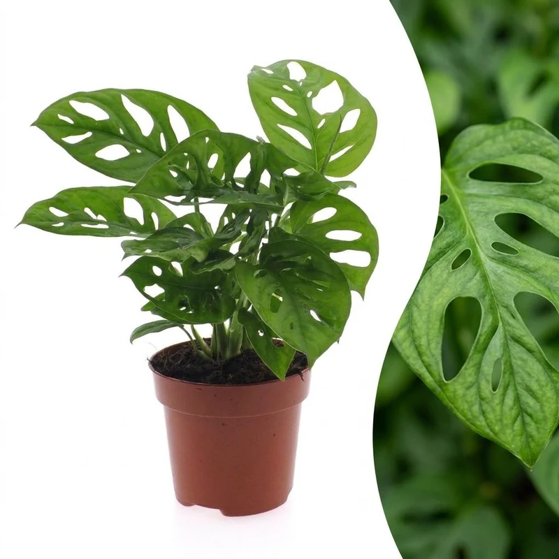 Monstera Adansonii - Rhaphidophora Tetrasperma