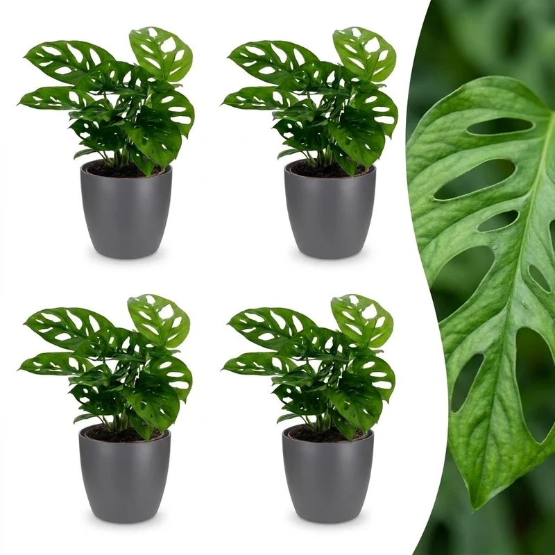 Monstera Adansonii - Rhaphidophora Tetrasperma - 4 Planten - met grijze pot
