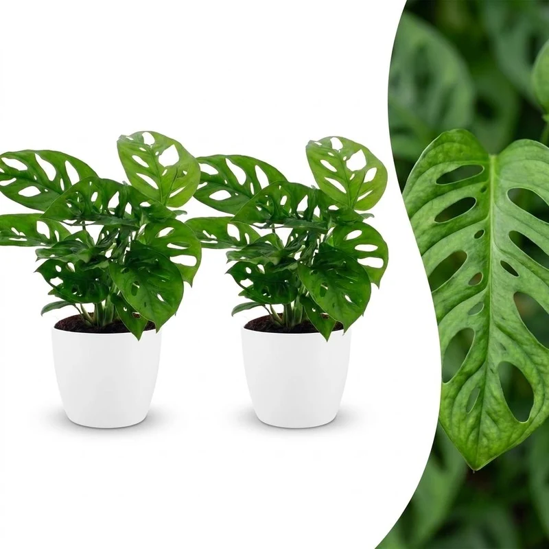 Monstera Adansonii - Rhaphidophora Tetrasperma - 2 Planten - met witte pot