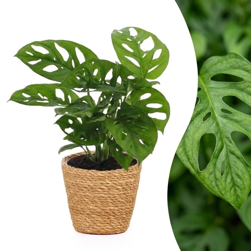 Monstera Adansonii - Rhaphidophora Tetrasperma - met Mand