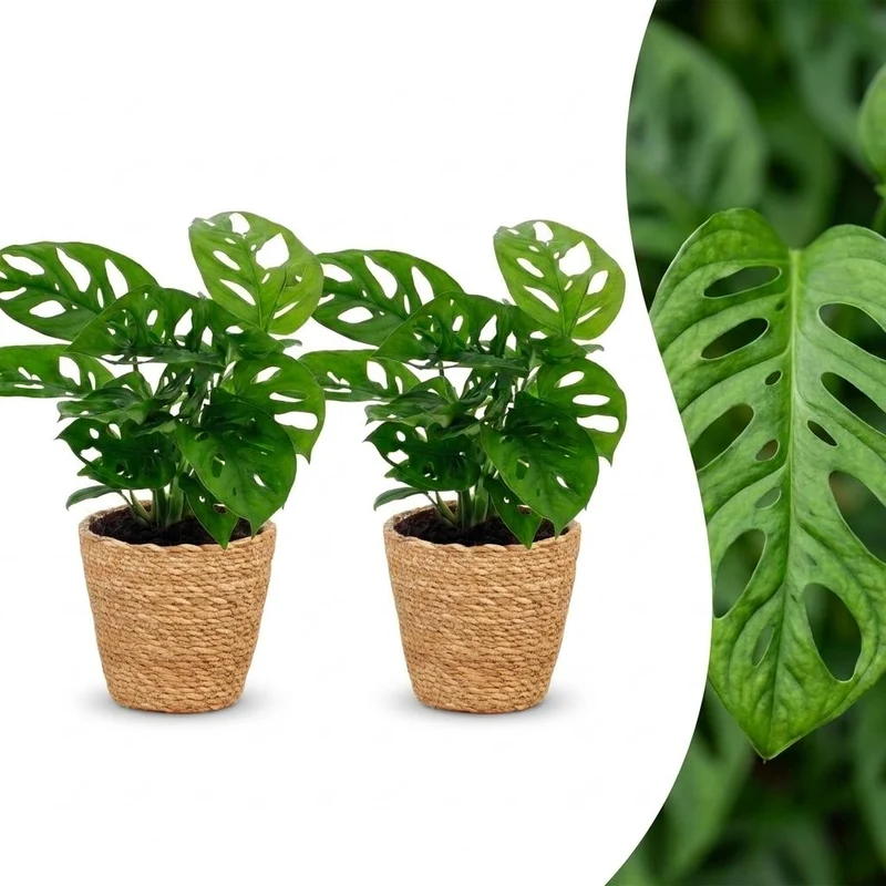 Monstera Adansonii - Rhaphidophora Tetrasperma - 2 Planten - met Mand