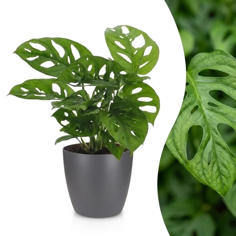 Monstera Adansonii - Rhaphidophora Tetrasperma - met grijze pot