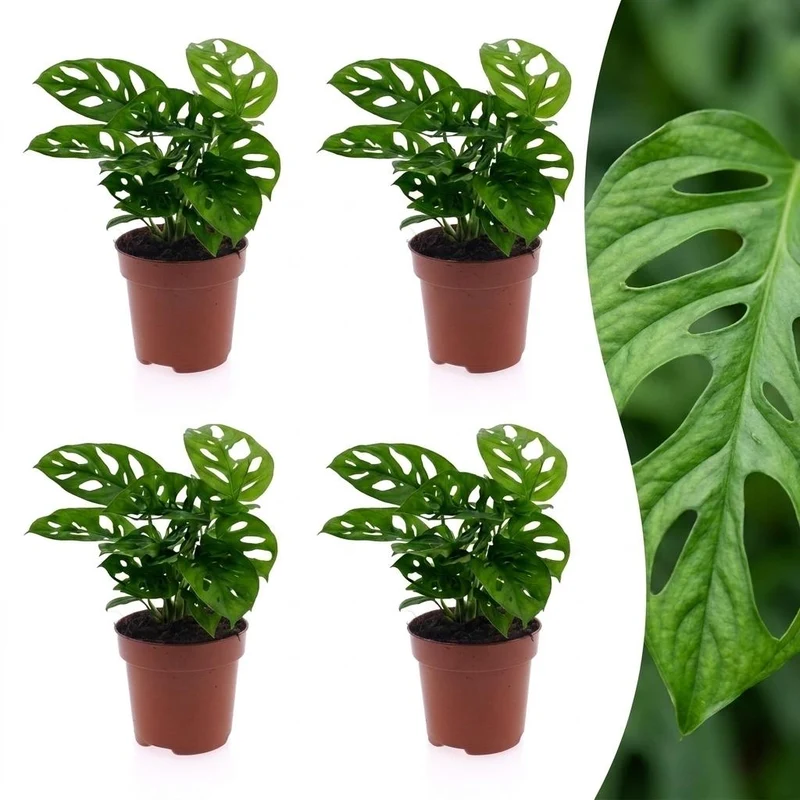 Monstera Adansonii - Rhaphidophora Tetrasperma - 4 Planten