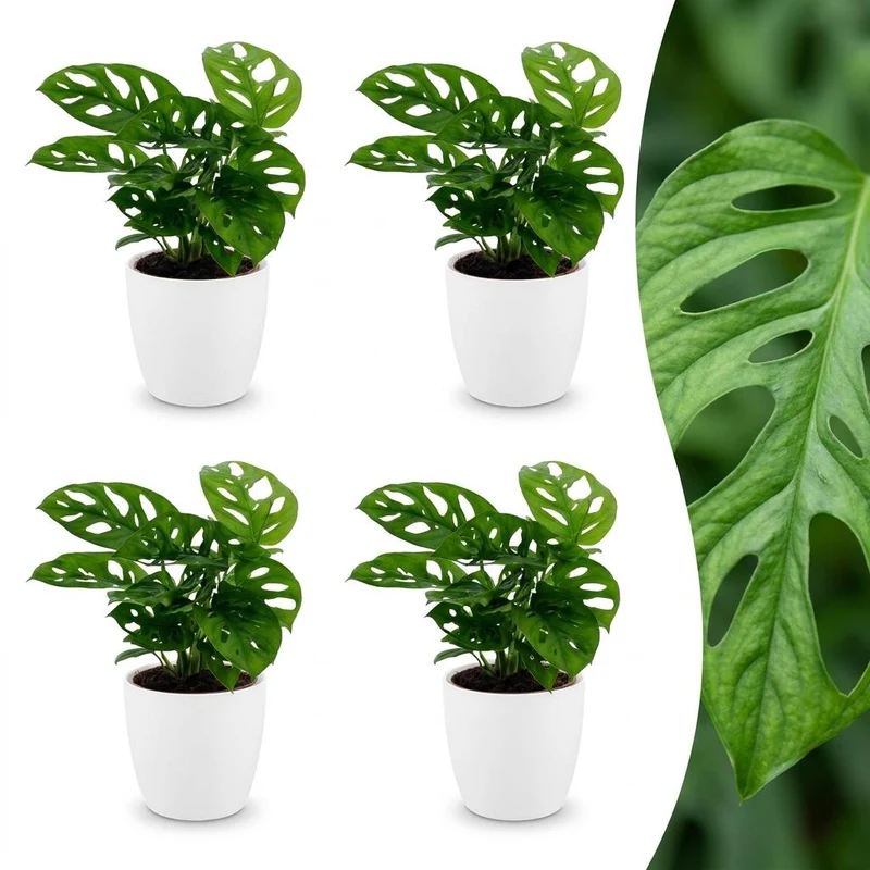 Monstera Adansonii - Rhaphidophora Tetrasperma - 4 Planten - met witte pot