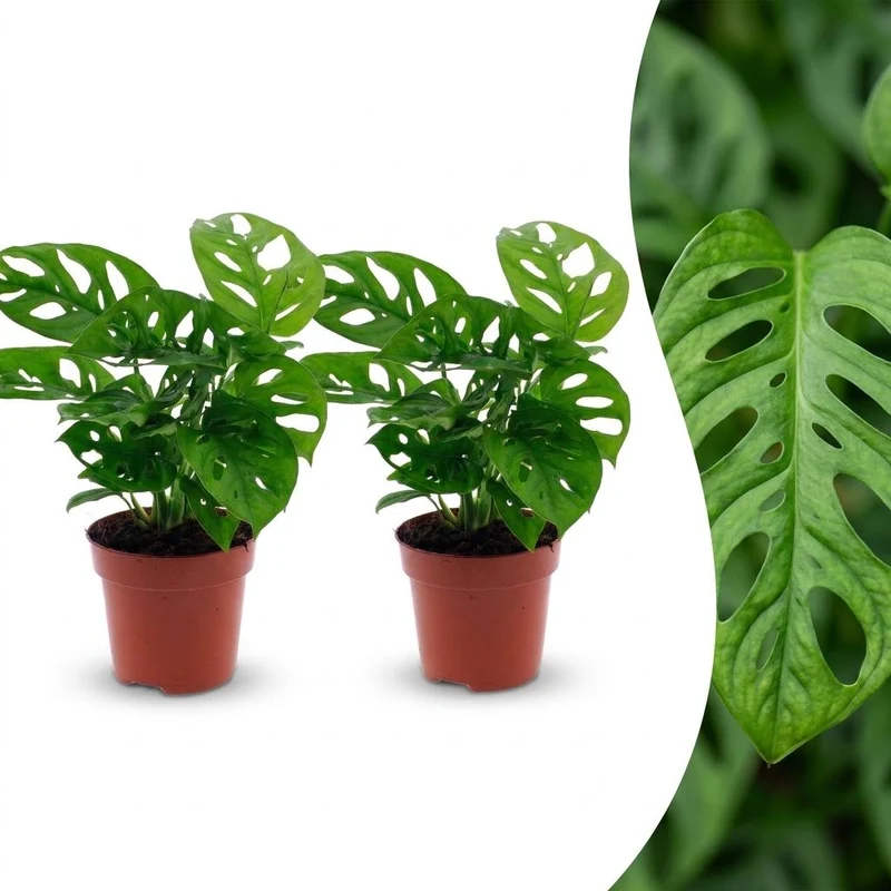 Monstera Adansonii - Rhaphidophora Tetrasperma - 2 Planten