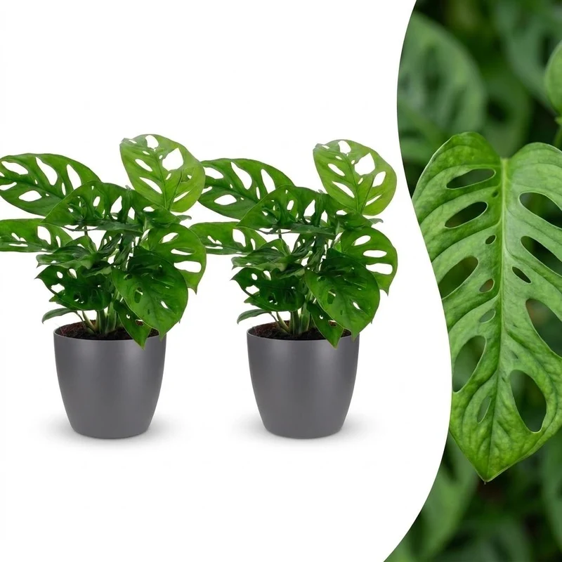 Monstera Adansonii - Rhaphidophora Tetrasperma - 2 Planten - met grijze pot