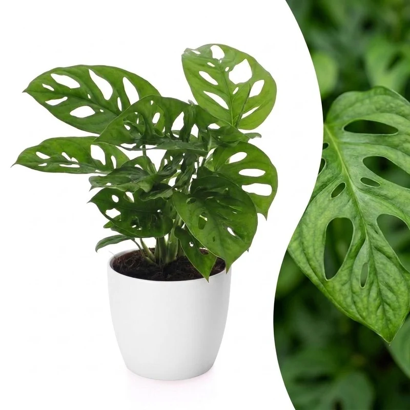 Monstera Adansonii - Rhaphidophora Tetrasperma - met witte pot