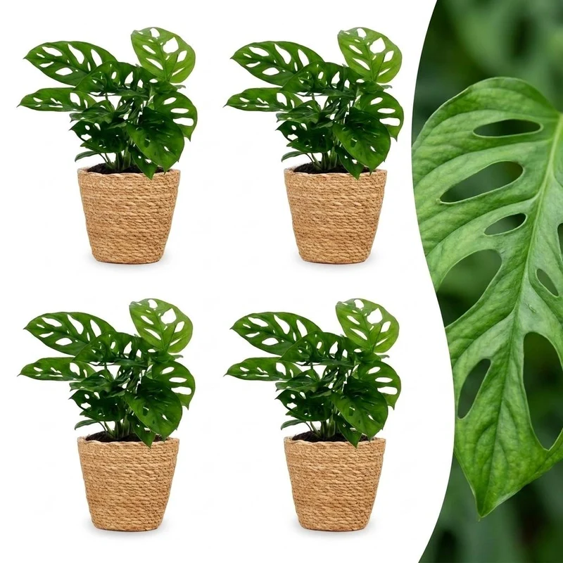Monstera Adansonii - Rhaphidophora Tetrasperma - 4 Planten - met Mand