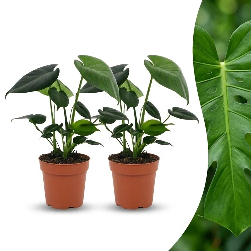 Monstera Deliciosa - Gatenplant - 2 Planten