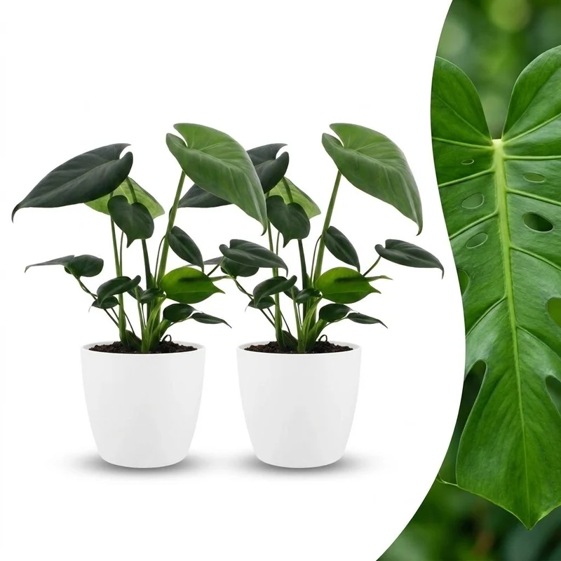 Monstera Deliciosa - Gatenplant - 2 Planten - met witte pot