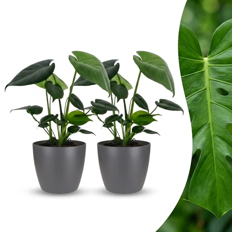Monstera Deliciosa - Gatenplant - 2 Planten - met grijze pot