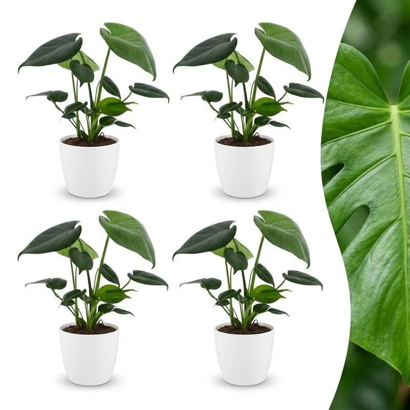 Monstera Deliciosa - Gatenplant - 4 Planten - met witte pot