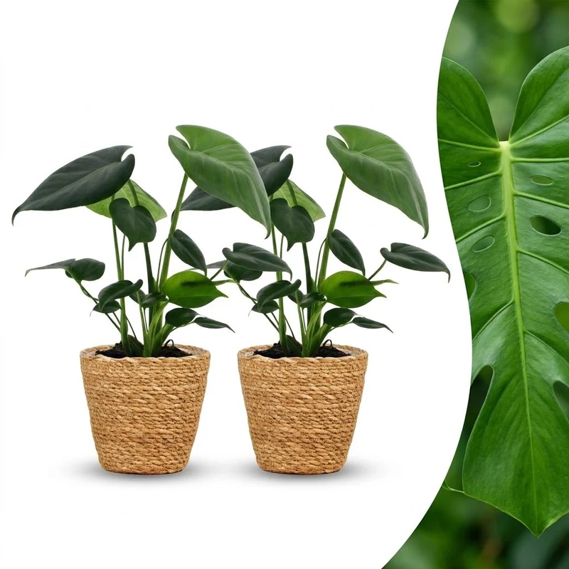 Monstera Deliciosa - Gatenplant - 2 Planten - met Zeegras Mand