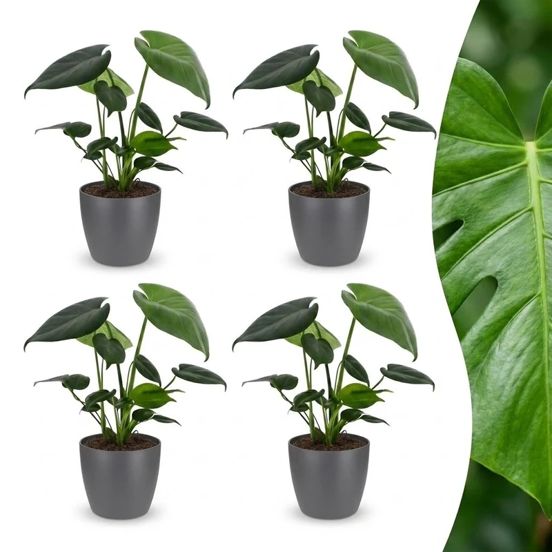 Monstera Deliciosa - Gatenplant - 4 Planten - met grijze pot