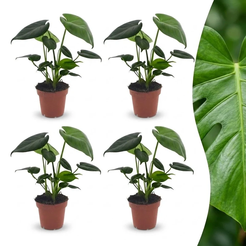 Monstera Deliciosa - Gatenplant - 4 Planten