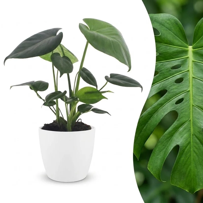 Monstera Deliciosa - Gatenplant - met witte pot