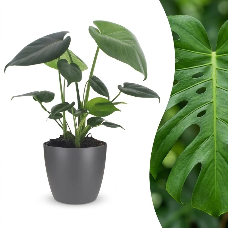 Monstera Deliciosa - Gatenplant - met grijze pot