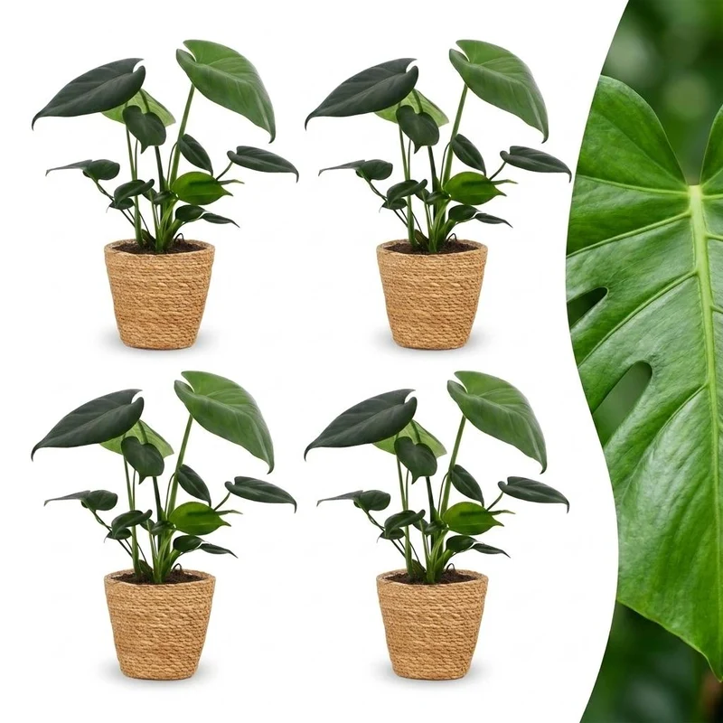 Monstera Deliciosa - Gatenplant - 4 Planten - met Mand