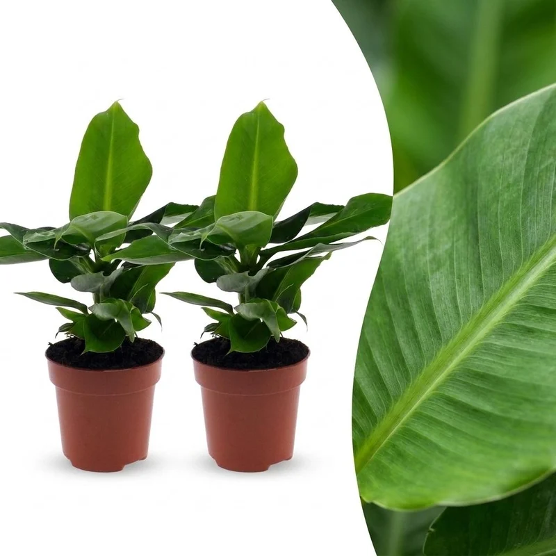 Musa Oriental Dwarf - Dwergbanaan - 2 Planten