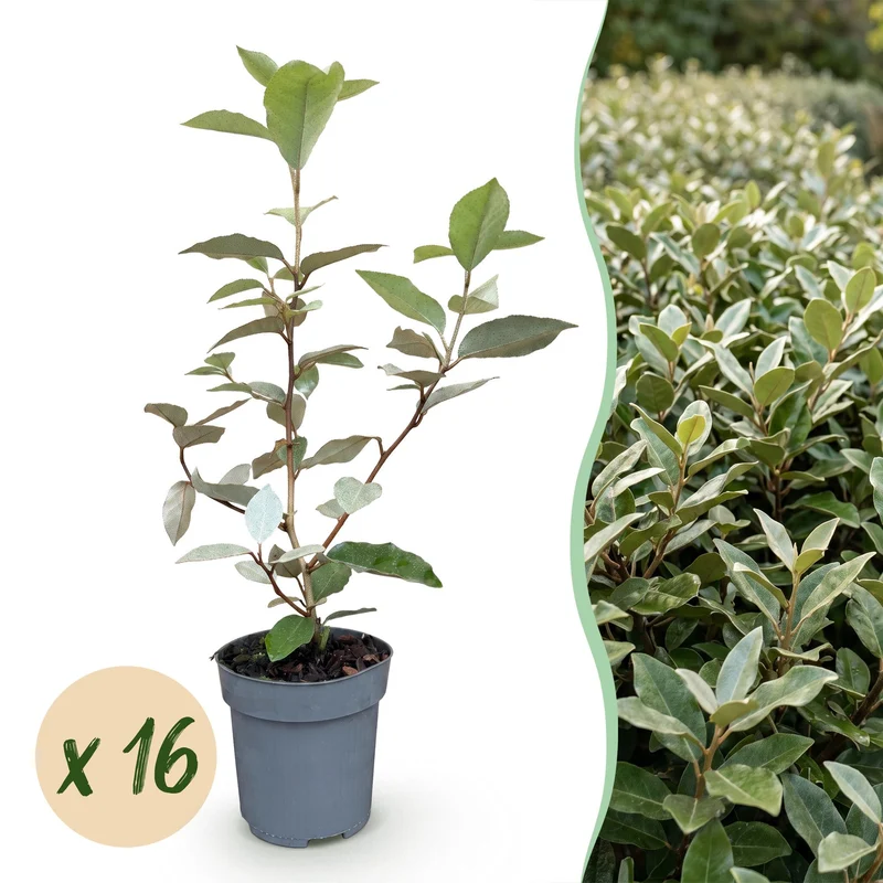 Olijfwilg Compacta kopen, set van 16 planten