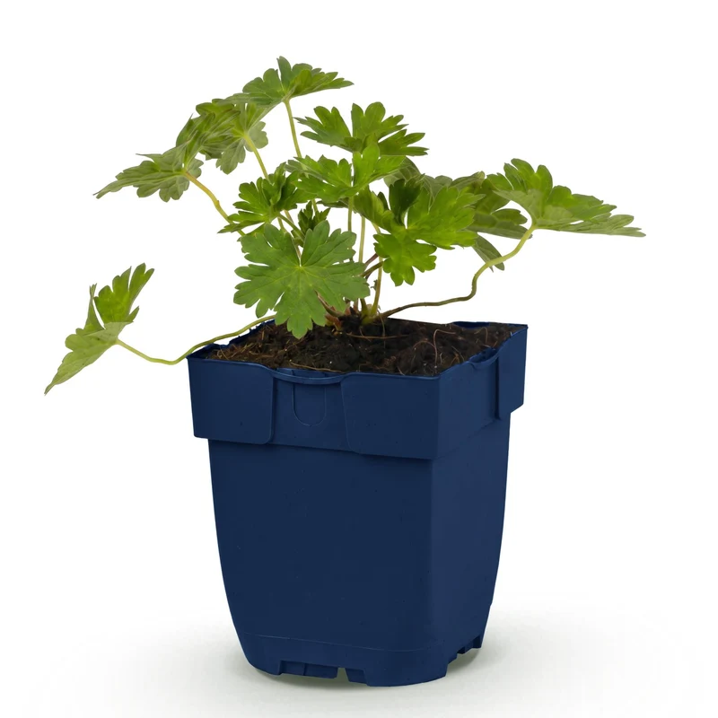 Ooievaarsbek 'Rozanne', met blauwe bloemen