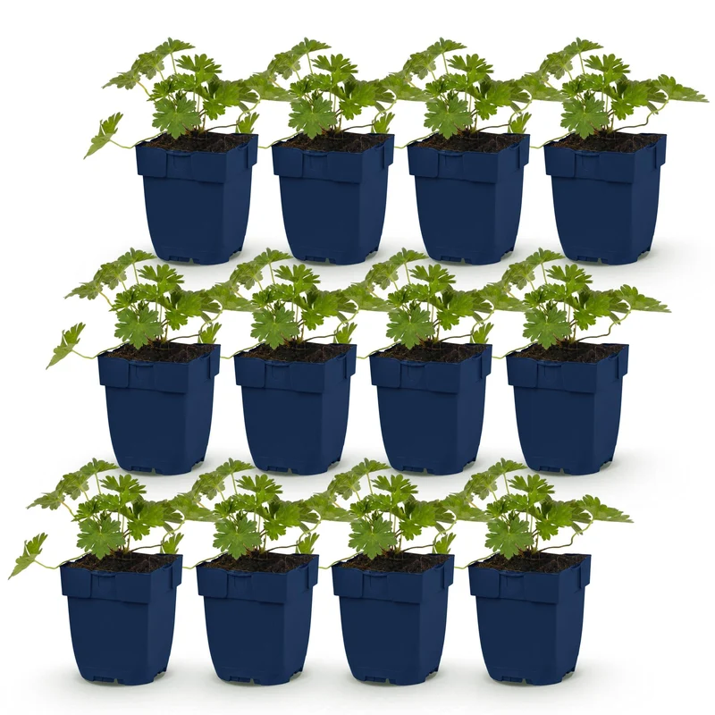 Ooievaarsbek 'Rozanne', met blauwe bloemen (12x)