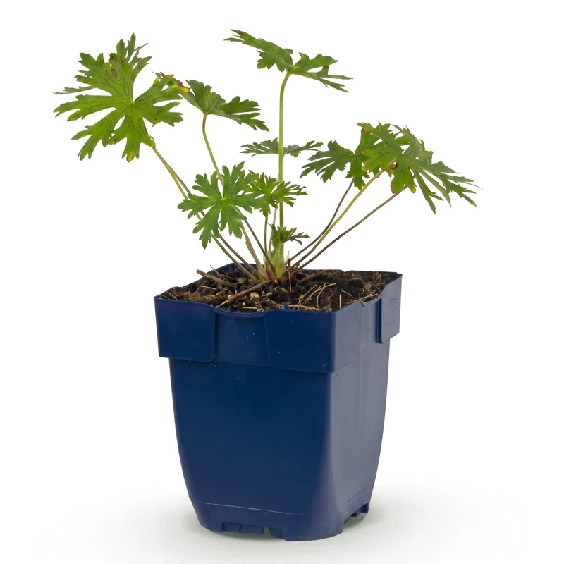 Ooievaarsbek Johnson's Blue, met blauwe bloemen
