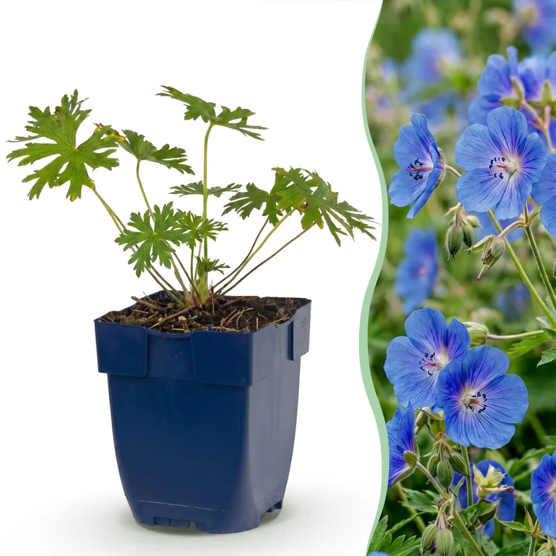 Ooievaarsbek Johnson's Blue, met blauwe bloemen (6x)