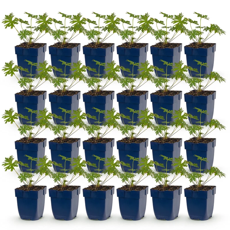 Ooievaarsbek Johnson's Blue, met blauwe bloemen (24x)