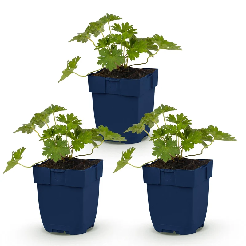 Ooievaarsbek 'Rozanne', met blauwe bloemen (3x)