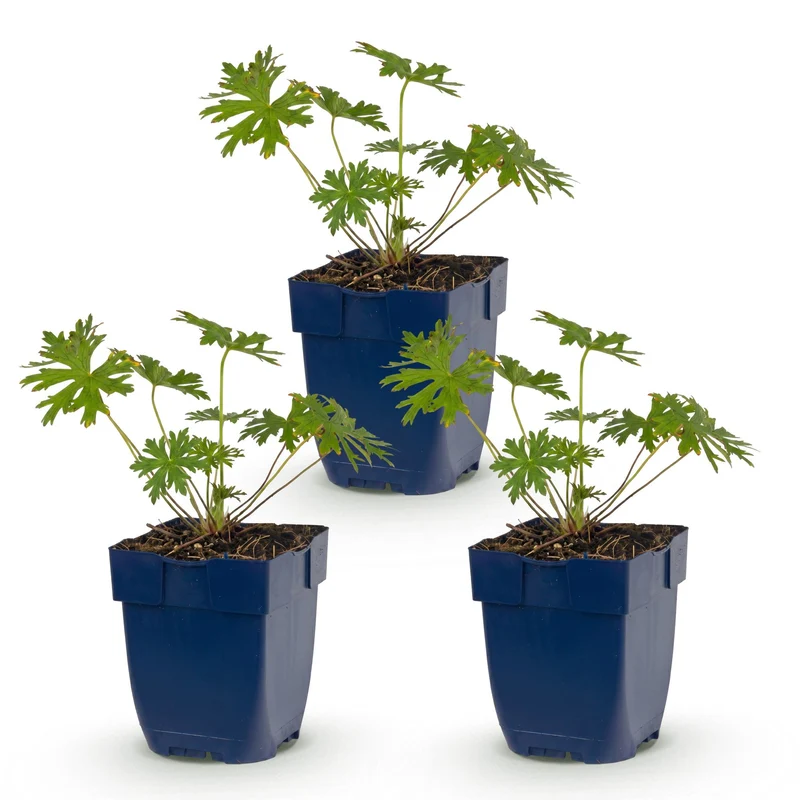 Ooievaarsbek Johnson's Blue, met blauwe bloemen (3x)