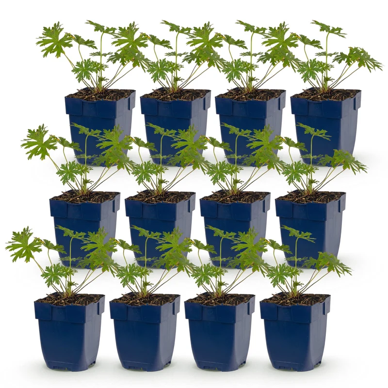 12x Ooievaarsbek Johnson's Blue