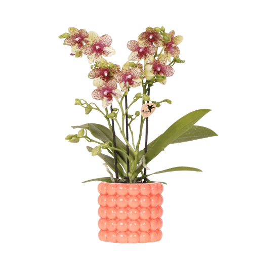 Oranje orchidee Grosetto met sierpot, vers van de kweker
