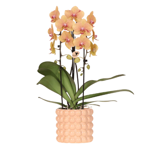 Orchidee Niagara Falls Sunny Bunny met sierpot, vers van de kweker