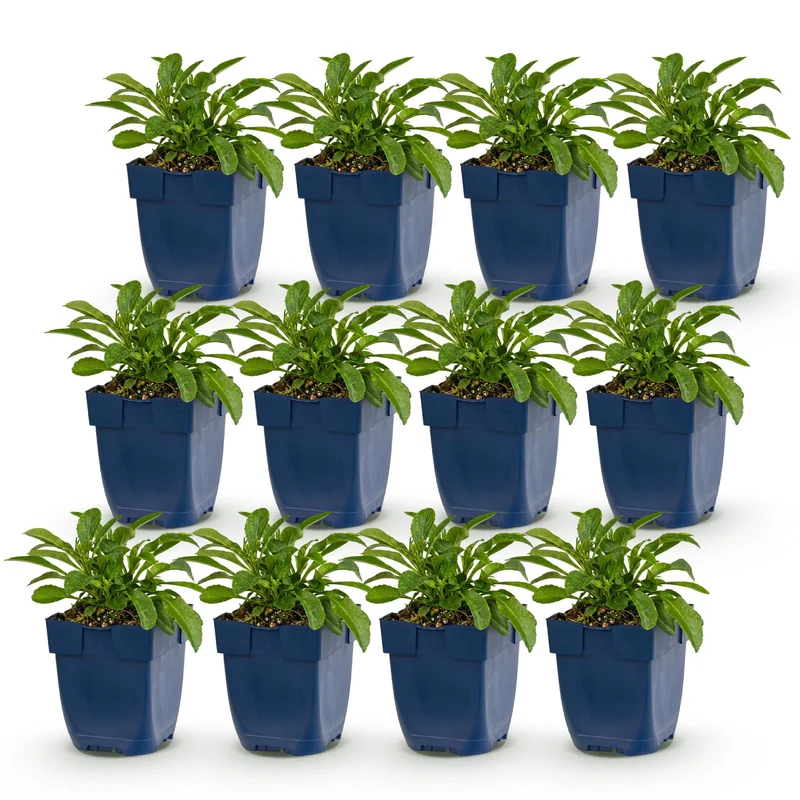 Perzikbladklokje persicifolia, 12x met blauwe bloemen