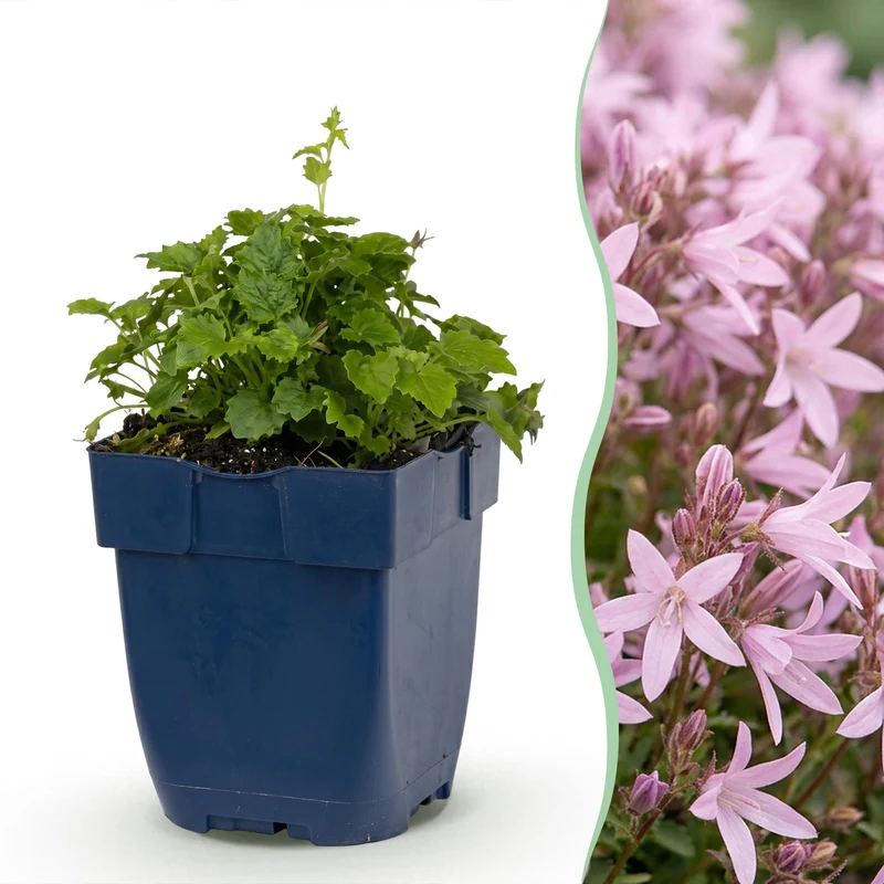 12x Campanula poscharskyana Lisduggan Variety - Servisch klokje