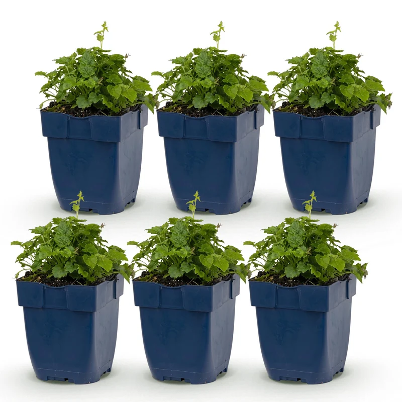 6x Campanula poscharskyana Lisduggan Variety - Servisch klokje