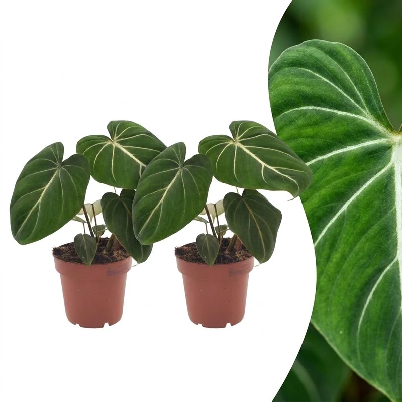 2x Philodendron Gloriosum