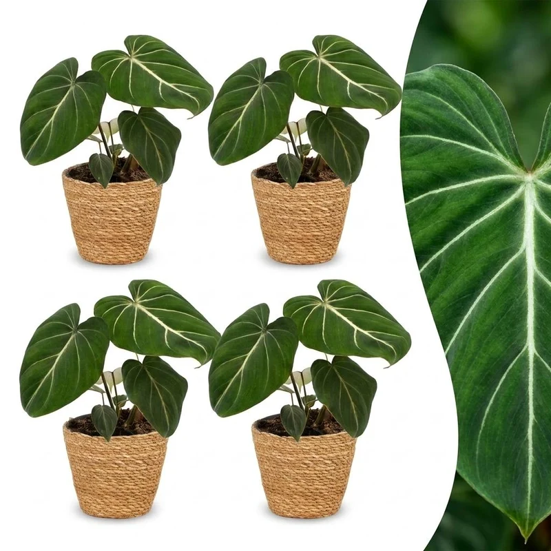 4x Philodendron Gloriosum - Glorie Philodendron - met Mand
