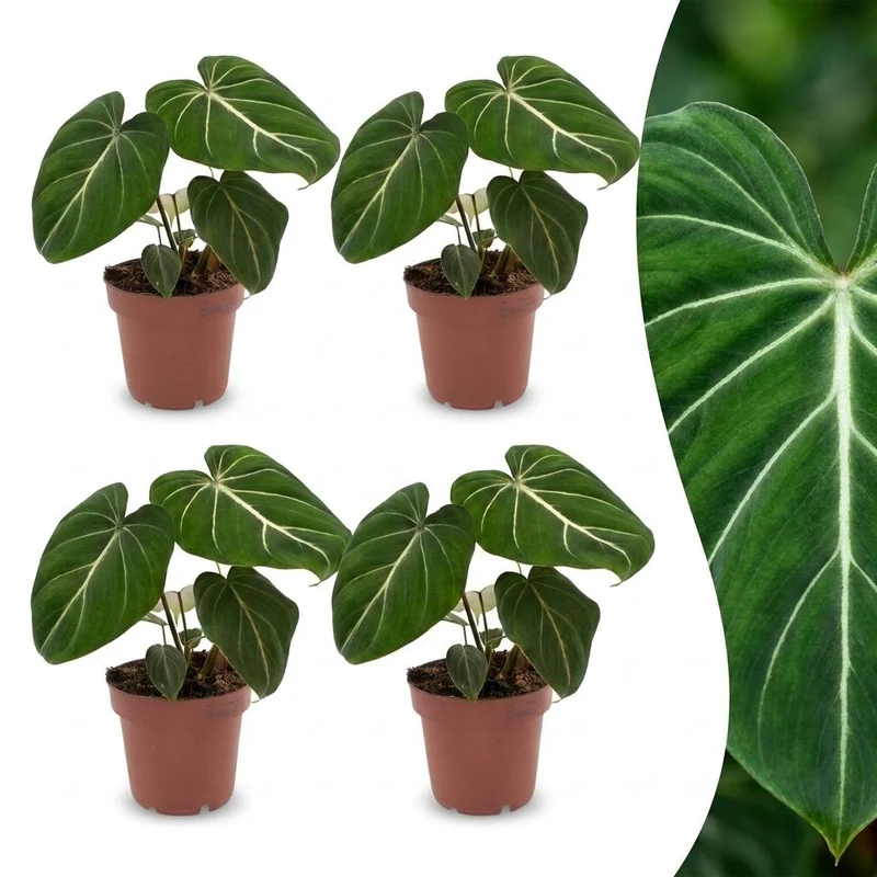 4x Philodendron Gloriosum