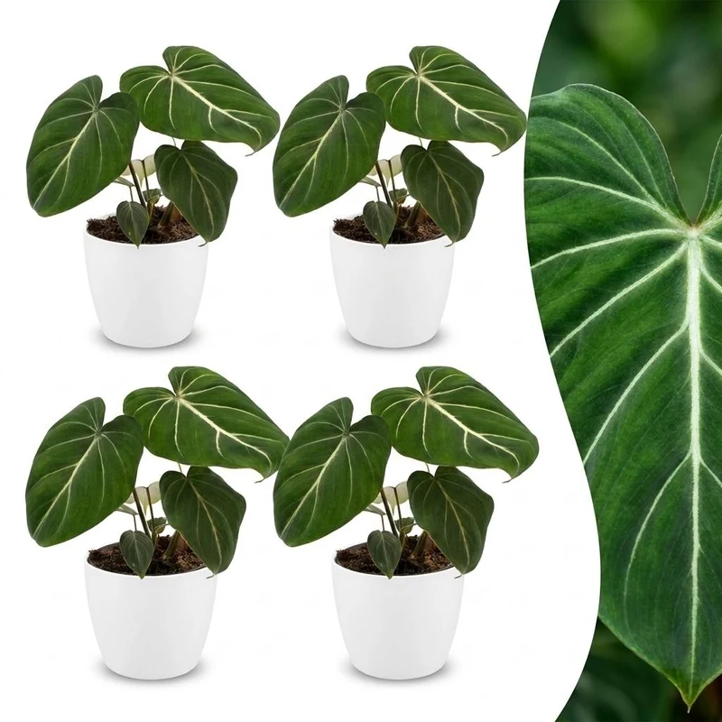 4x Philodendron Gloriosum - Glorie Philodendron - met witte pot